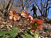 41 In ripida salita all'Ocone ci accompagnano Helleborus niger (Ellebori) in piena fioritura